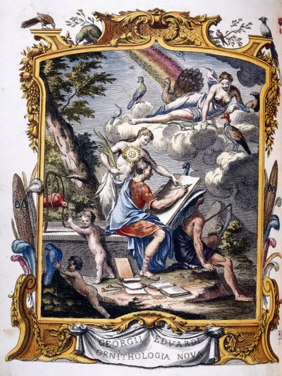 Frontispicio de "Una historia natural de aves poco comunes y de algunos otros animales raros y no descritos", 1739-1751 de George Edwards