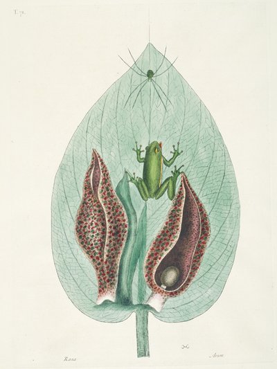 Colibríes grandes y pequeños de Surinam de George Edwards