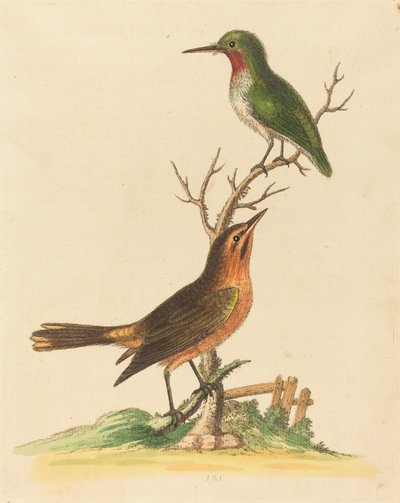 Pájaro verde con garganta roja y pájaro marrón y naranja de George Edwards