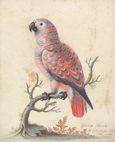 Loro de Guinea de George Edwards