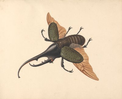 Escarabajo Hércules de George Edwards