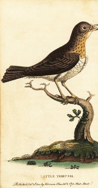 Zorzal pequeño, Turdus minor.,1800 (grabado) de George Edwards