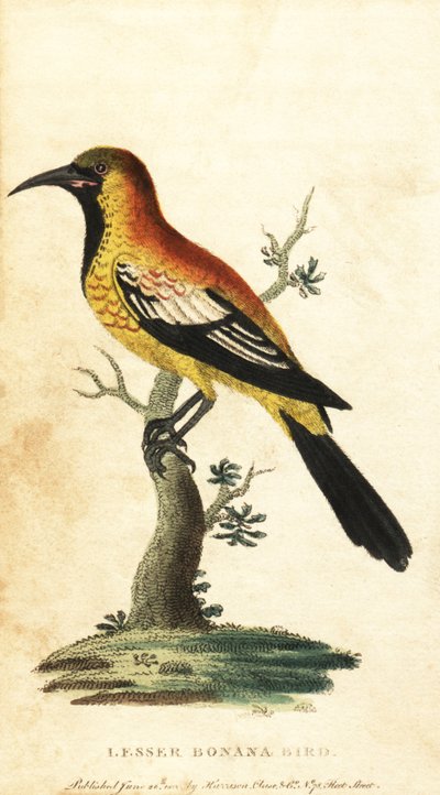 Mirlo común, Gymnomystax mexicanus. ,1800 (grabado) de George Edwards