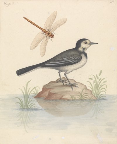 Lavandera blanca y libélula de George Edwards