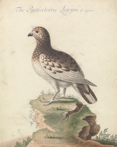 Ptarmigan de George Edwards