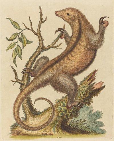 Oso Hormiguero Pigmeo, 1755 de George Edwards