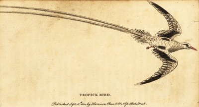 Ave tropical de pico rojo, Phaethon aethereus.,1800 (grabado) de George Edwards