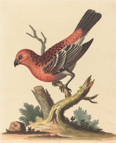Pájaro rojo y negro de George Edwards