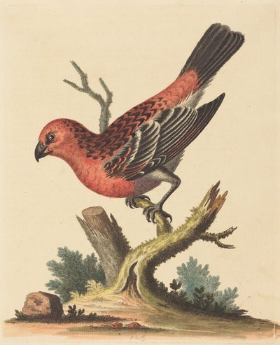 Pájaro rojo y negro de George Edwards