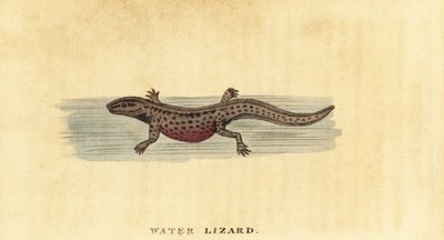 Tritón liso, Lissotriton vulgaris. ,1800 (grabado) de George Edwards