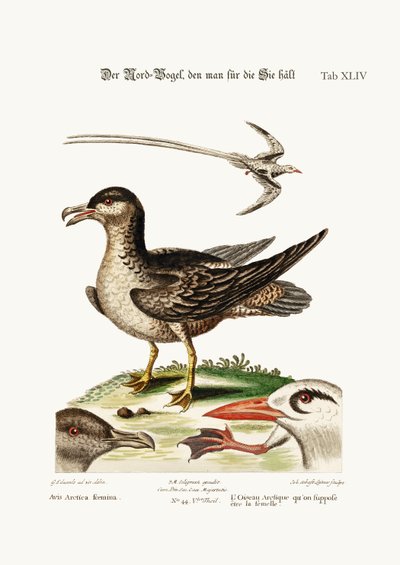 El pájaro ártico, supuesto ser la gallina. El pájaro tropical, 1749-73 de George Edwards