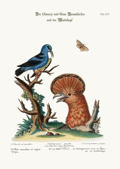 El trepador negro y azul, y la abubilla hembra, 1749-73 de George Edwards