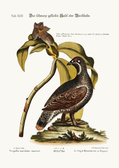 El gallo negro y moteado, 1749-73 de George Edwards