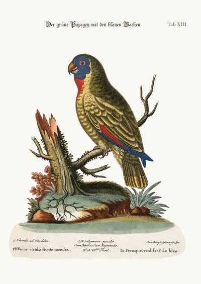 El loro verde de cara azul, 1749-73 de George Edwards