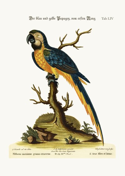 El guacamayo azul y amarillo, 1749-73 de George Edwards