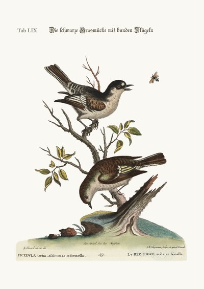 El pinzón frío macho. La pinzón fría hembra, 1749-73 de George Edwards