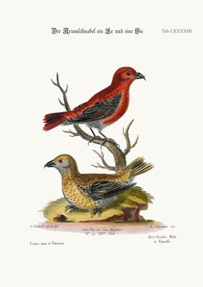 Los piquituertos, macho y hembra, 1749-73 de George Edwards
