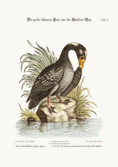 El Gran Pato Negro de la Bahía de Hudson, 1749-73 de George Edwards