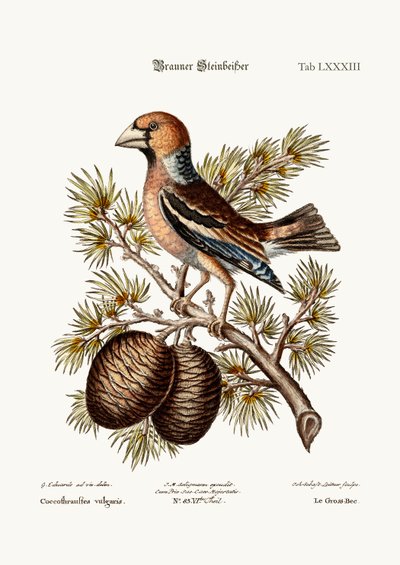 El Picogordo o Camachuelo, 1749-73 de George Edwards