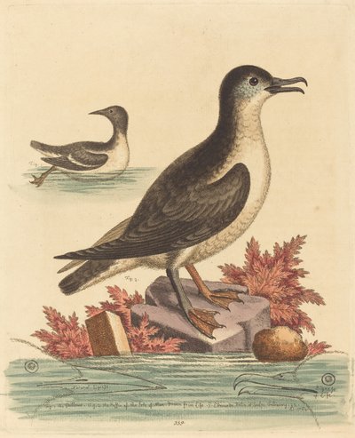 El Arao y el Frailecillo de la Isla de Man, 1762 de George Edwards