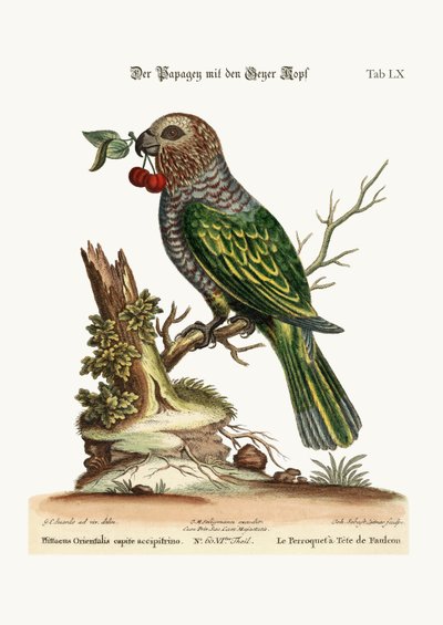 El loro de cabeza de halcón, 1749-73 de George Edwards