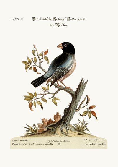La gallina Padda o pájaro de arroz, 1749-73 de George Edwards