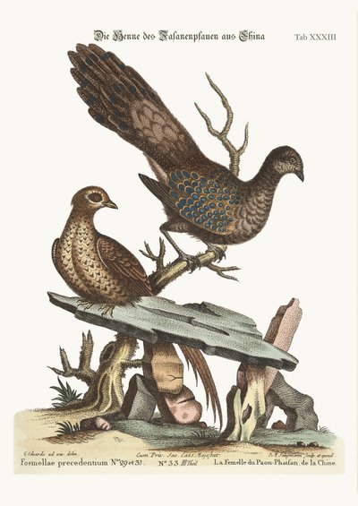 El Faisán Pavo Real de China, 1749-73 de George Edwards