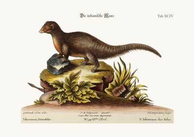 El ichneumon indio de George Edwards