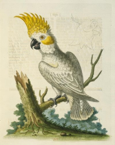 El cacatúa blanco menor con cresta amarilla de George Edwards