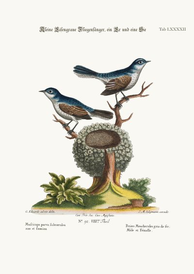 Los pequeños papamoscas azul-gris, macho y hembra, 1749-73 de George Edwards