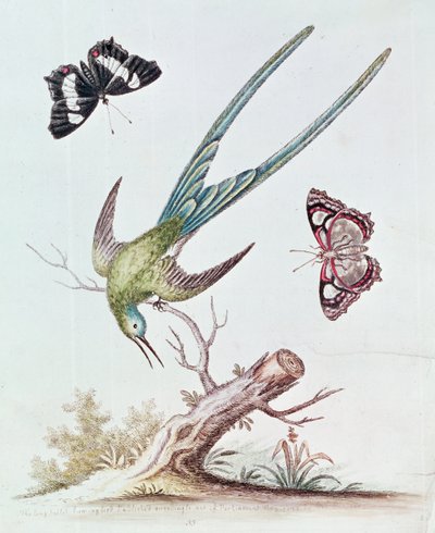El colibrí de cola larga, 1742 de George Edwards