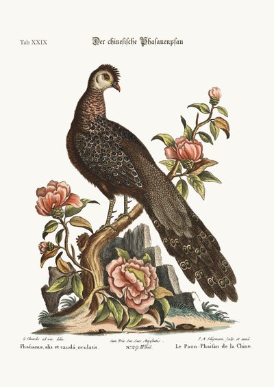 El Faisán del Pavo Real de China, 1749-73 de George Edwards