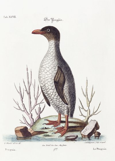 El Pingüino, 1770 de George Edwards