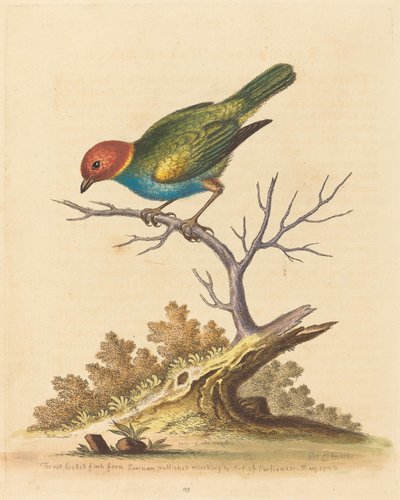 El pinzón de cabeza roja de Surinam, 1741 de George Edwards