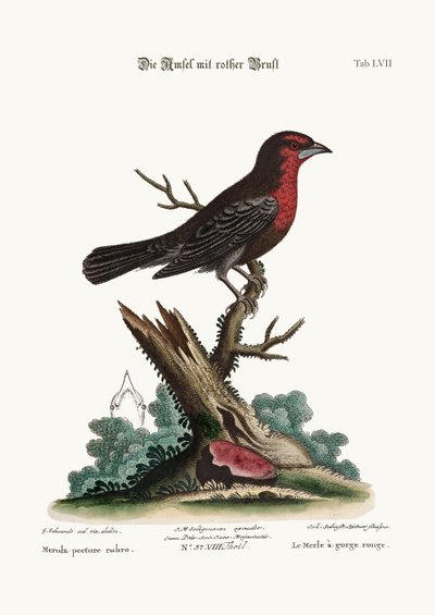 El Mirlo Pechirrojo, 1749-73 de George Edwards