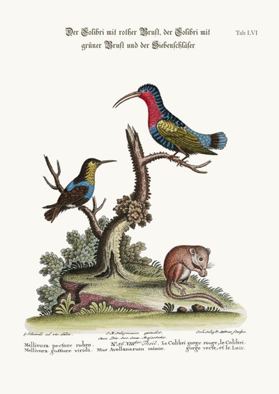 El Colibrí Pechirrojo, el Colibrí de Garganta Verde y el Lirón de George Edwards