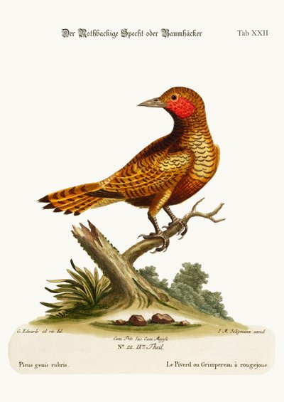 El pájaro carpintero de mejillas rojas, 1749-73 de George Edwards