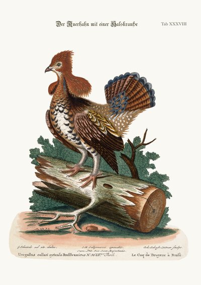 El urogallo rizado, 1749-73 de George Edwards