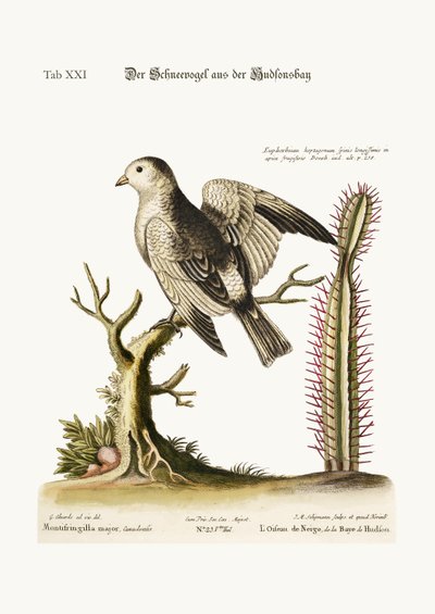 El Pájaro de Nieve de la Bahía de Hudson, 1749-73 de George Edwards