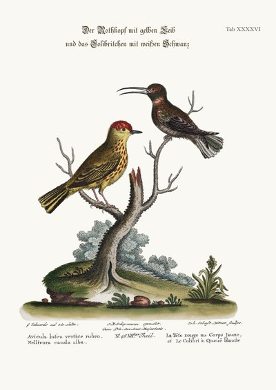 El jilguero amarillo y el colibrí de cola blanca, 1749-73 de George Edwards