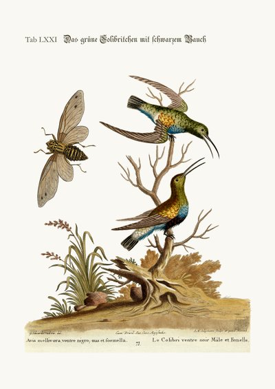 El colibrí verde de vientre negro, 1749-73 de George Edwards