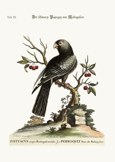 El loro negro de Madagascar, 1749-73 de George Edwards