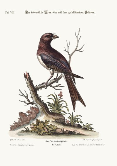 El Pájaro Carnicero Indio de Cola Bifurcada, 1749-73 de George Edwards