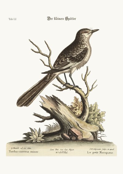 El pájaro burlón menor, 1749-73 de George Edwards
