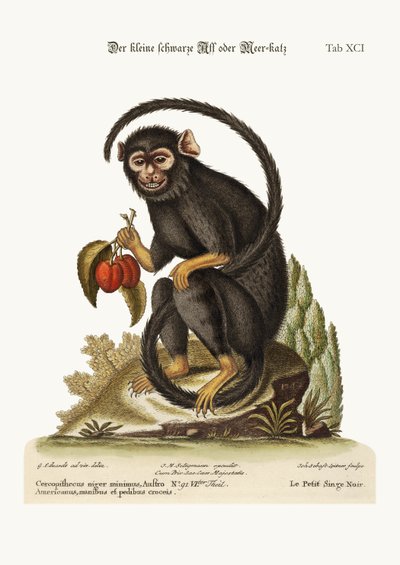El pequeño mono negro, 1749-73 de George Edwards