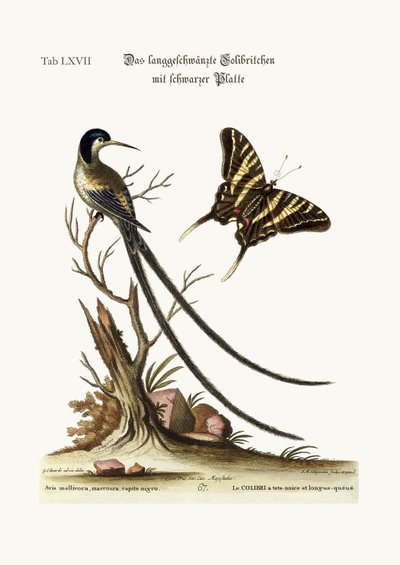 El colibrí de cola larga y cabeza negra, 1749-73 de George Edwards