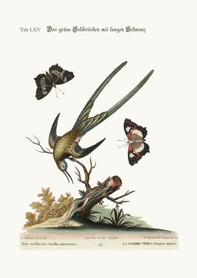 El colibrí verde de cola larga, 1749-73 de George Edwards