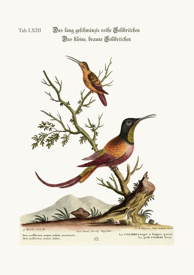 El colibrí de cola larga roja. El pequeño colibrí marrón, 1749-73 de George Edwards