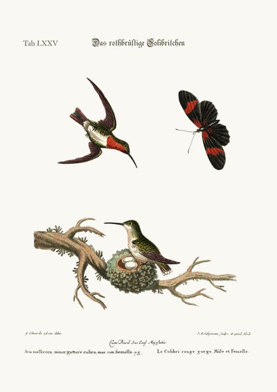 El colibrí de garganta roja, 1749-73 de George Edwards