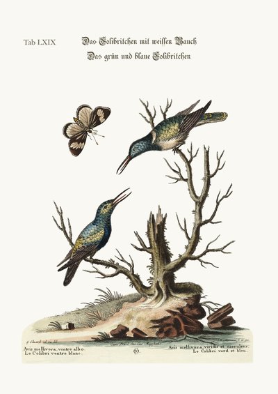 El Colibrí de Vientre Blanco. El Colibrí Verde y Azul, 1749-73 de George Edwards